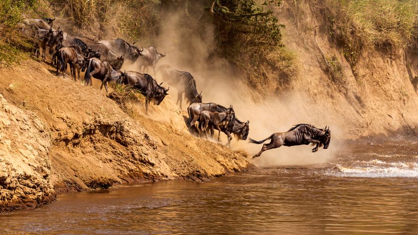 Great wildebeest migration at Mara River, Kenya - Bing Gallery