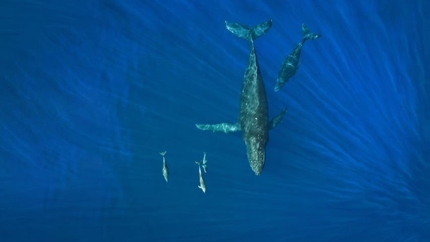 Buckelwale und Delfine vor der Insel Maui, Hawaii, USA