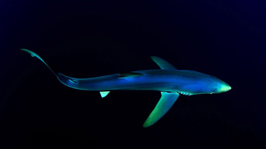 Blue shark near the Azores in the North Atlantic Ocean