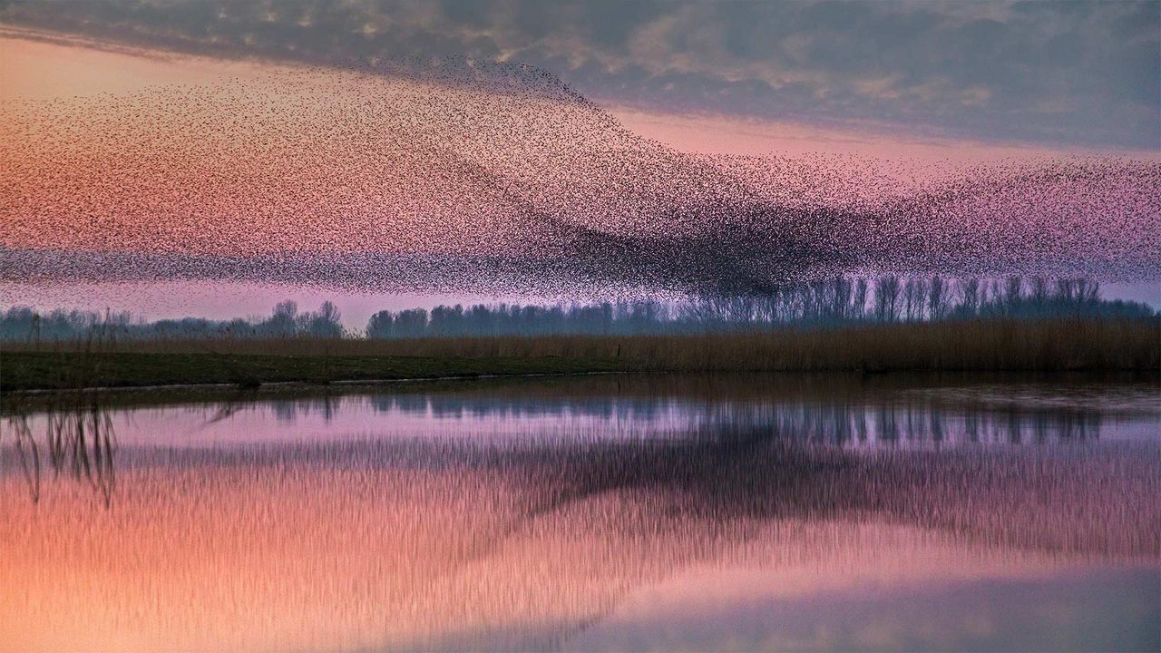 Starlings flock over Lauwersmeer National Park, Netherlands