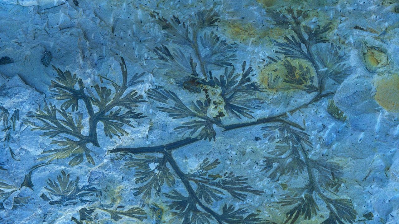 A fossilized carboniferous fern