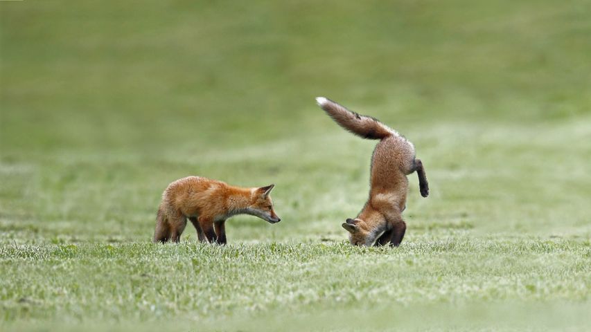 Fuchsjunge beim Einüben ihrer Jagdfähigkeiten, Quebec, Kanada