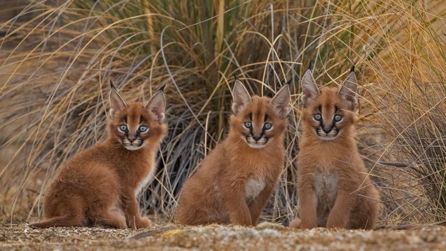 Caracal cubs