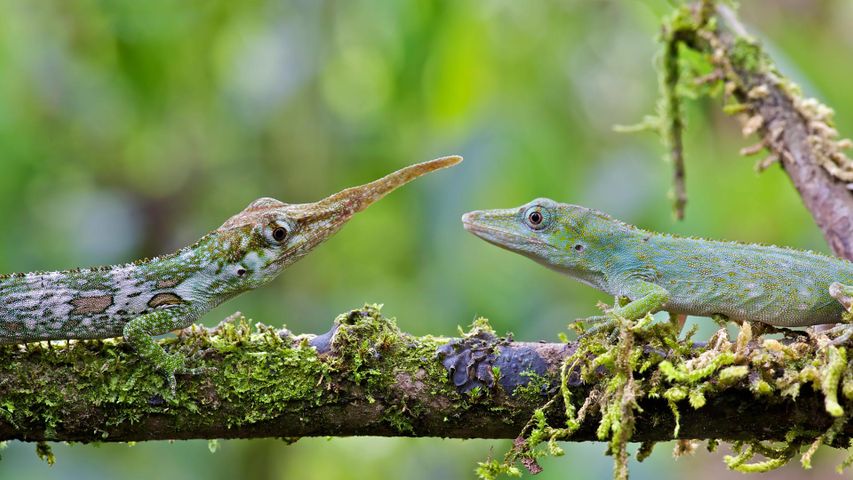 Male et femelle anolis proboscis à Mindo, Equateur