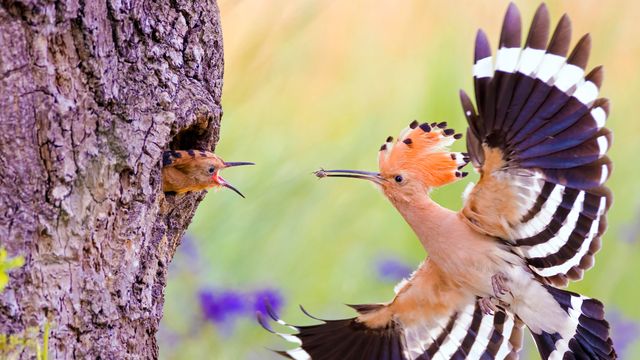 Hoopoe, Middle Elbe Biosphere Reserve, Germany