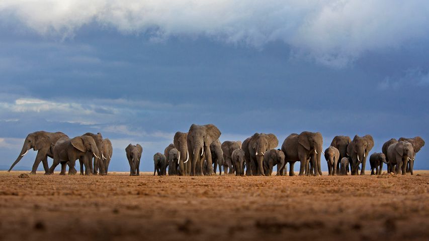 Elefantes en el Parque Nacional de Amboseli, Kenia