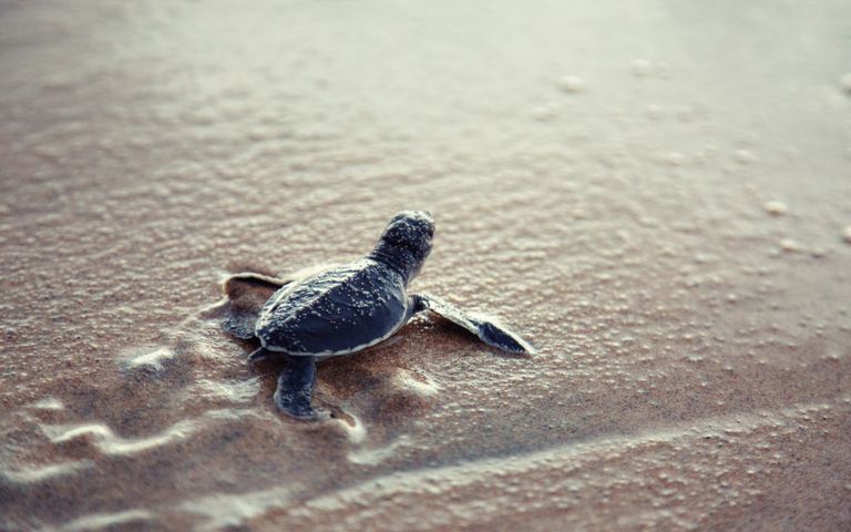 Turtles and Tortoises Windows 10 Theme
