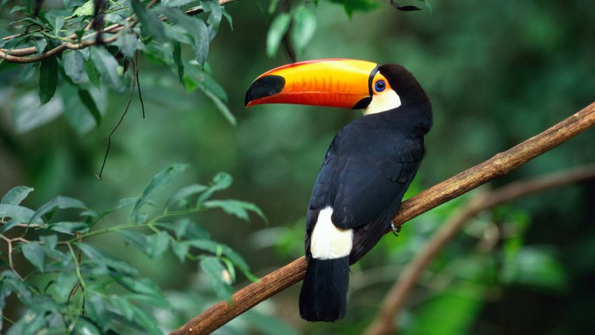 One cool bird
