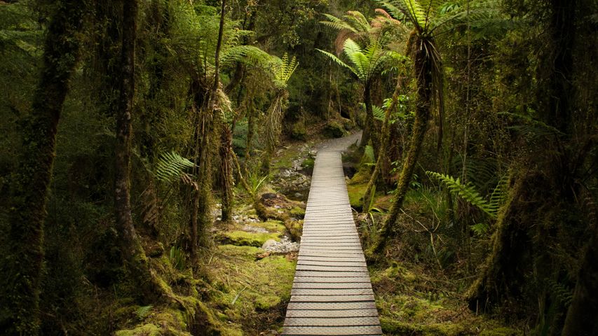 Rainforest stroll