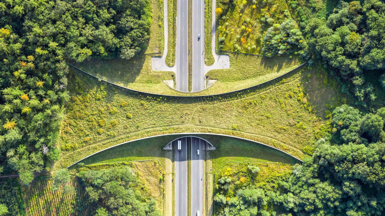 Vue aérienne d’un écoduc près de Zakrzów, Pologne