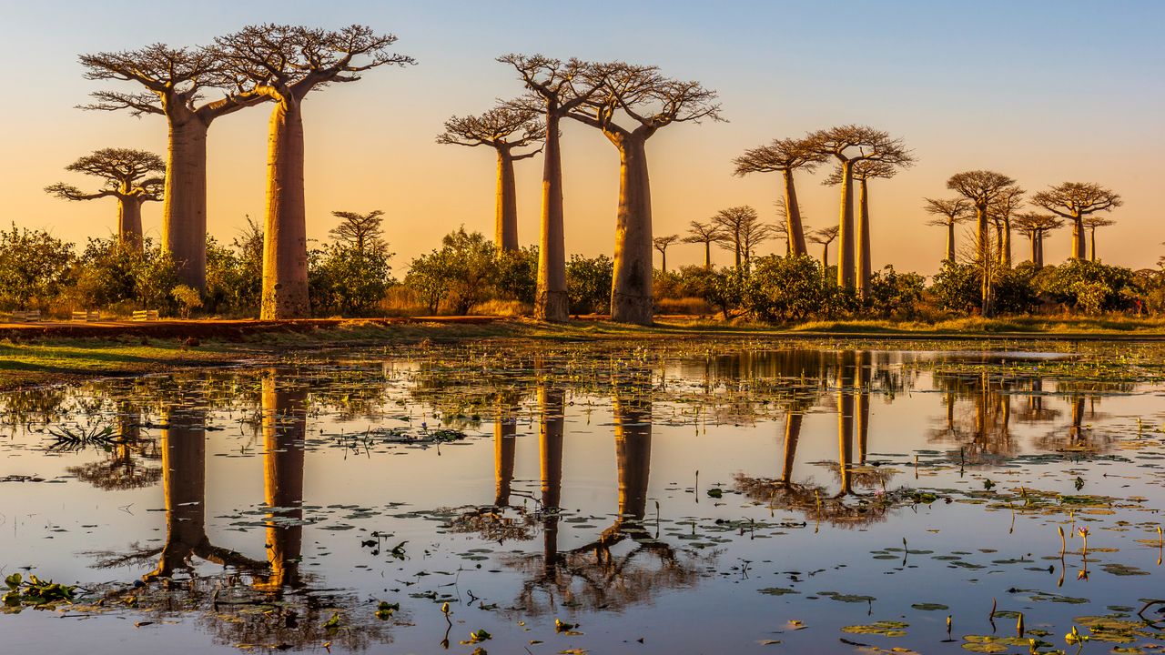 Alberi di baobab al tramonto, Viale dei Baobab, Madagascar