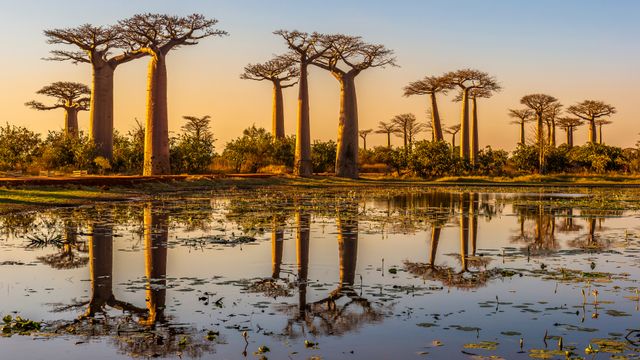 Baobab trees, Avenue of the Baobabs, Madagascar