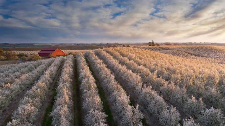Almond blossoms surround a red barn in California's Central Valley, USA