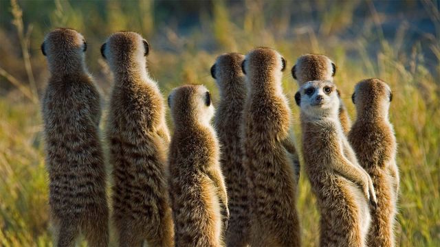 Erdmännchen in der Kalahari, Botswana