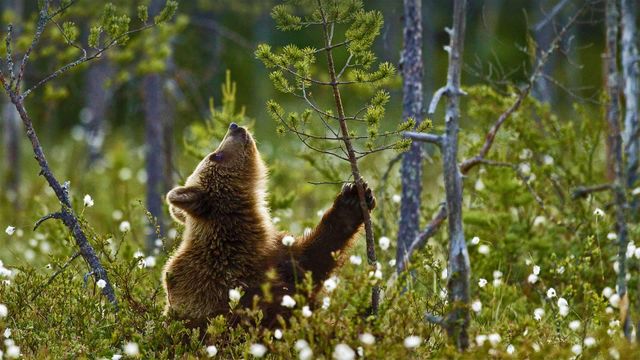 Eurasian brown bear cub in the taiga forest, Finland