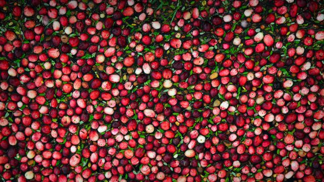 Cranberry bog