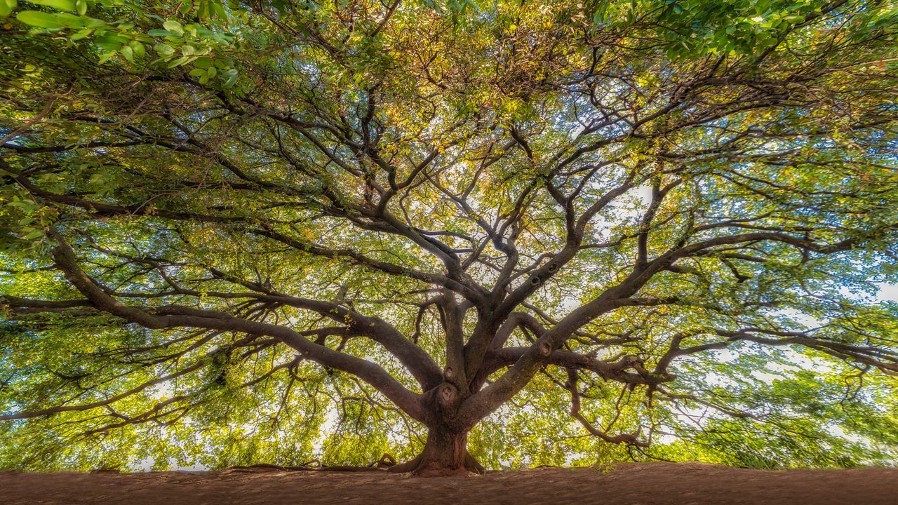 Copaiba - Brazil