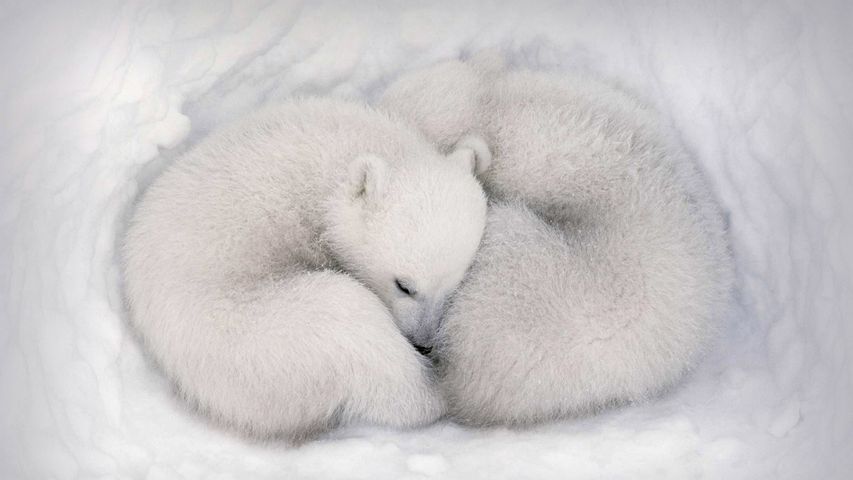 Bébés jumeaux ours polaires endormis dans la neige, dans le parc national Wapusk, Manitoba, Canada