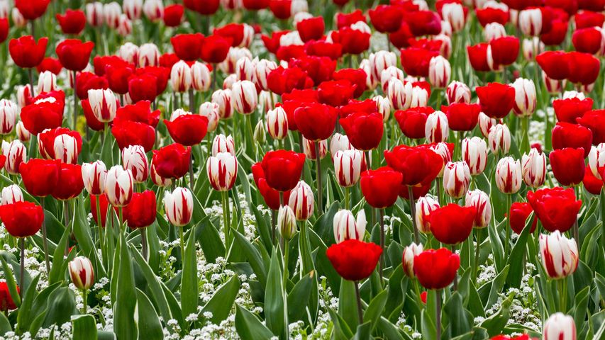 Red and white tulips for St George’s Day