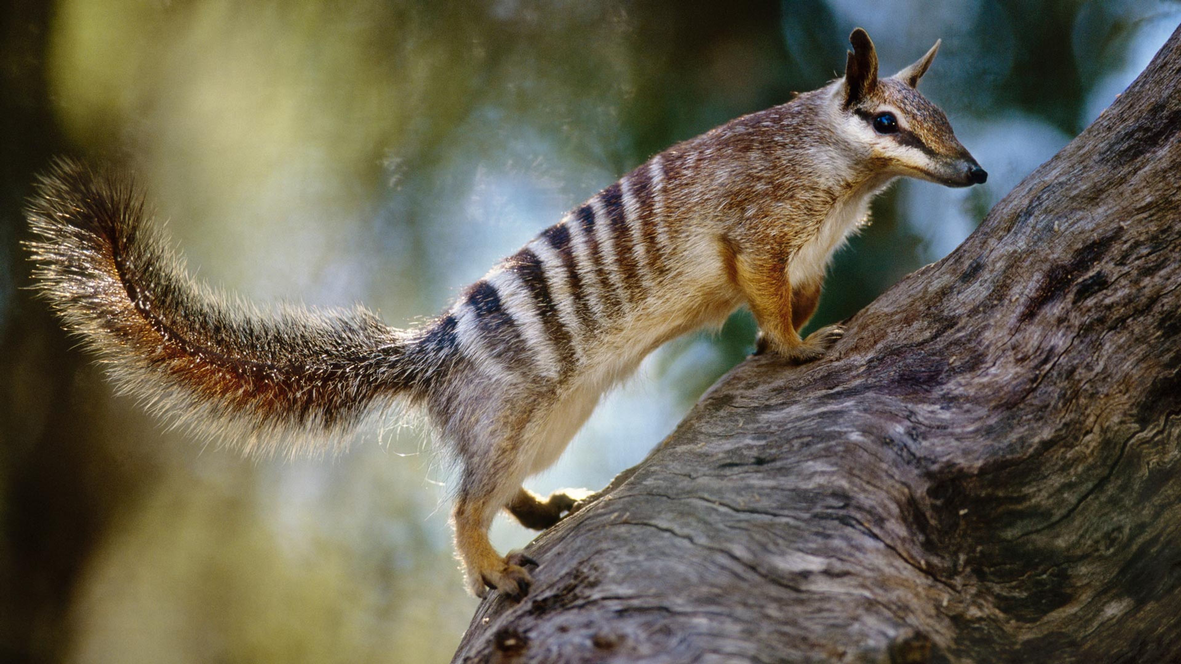 Australian Numbat Australian Numbat