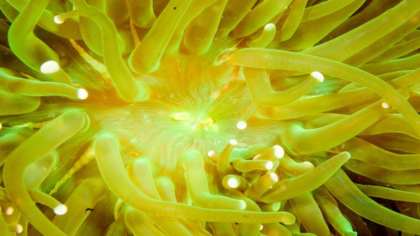 National Geographic Underwater PREMIUM 4K Theme for Windows 10