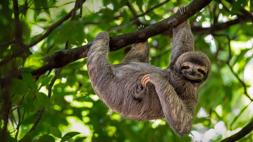 Brown-throated three-toed sloth in Manuel Antonio National Park, Costa Rica