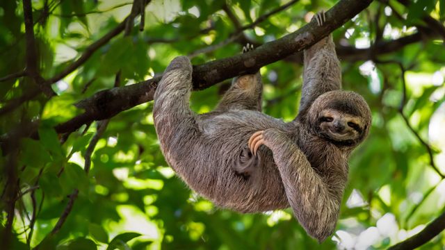 「マヌエル・アントニオ国立公園」コスタリカ