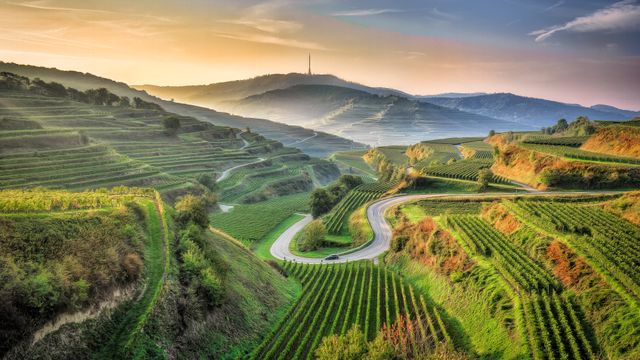 Ansicht eines landwirtschaftlichen Feldes, Kaiserstuhl, Baden-Württemberg