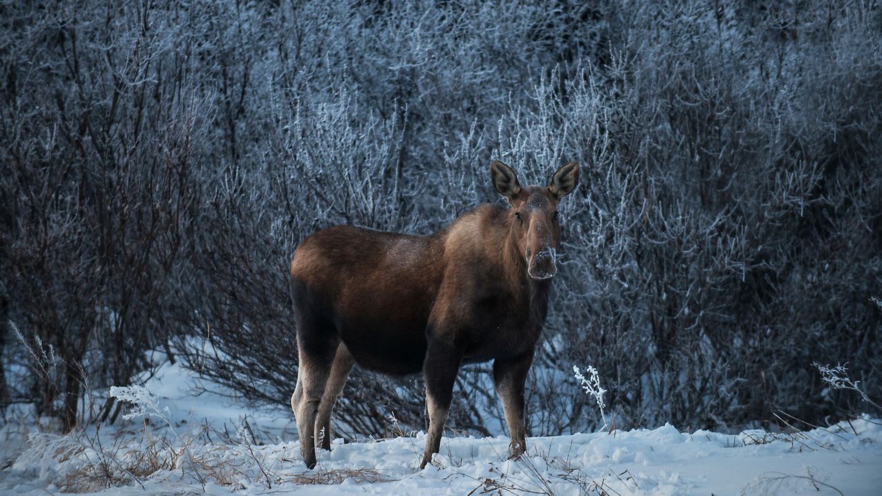 Female moose, Denali National Park, Alaska, USA