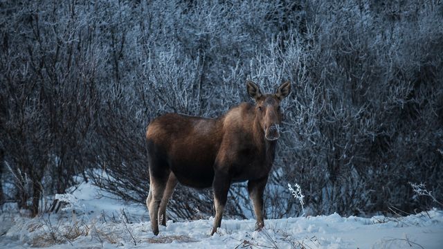 Female moose, Denali National Park, Alaska, USA
