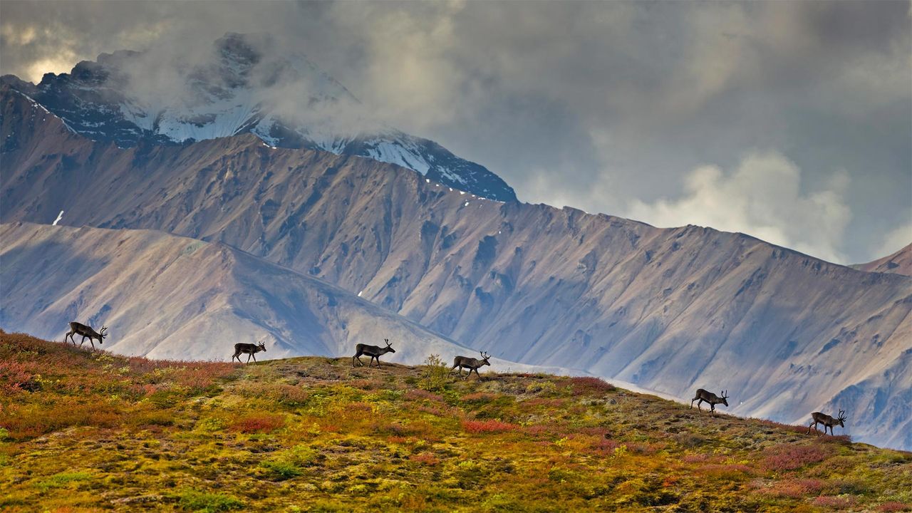Caribou in Denali National Park and Preserve, Alaska