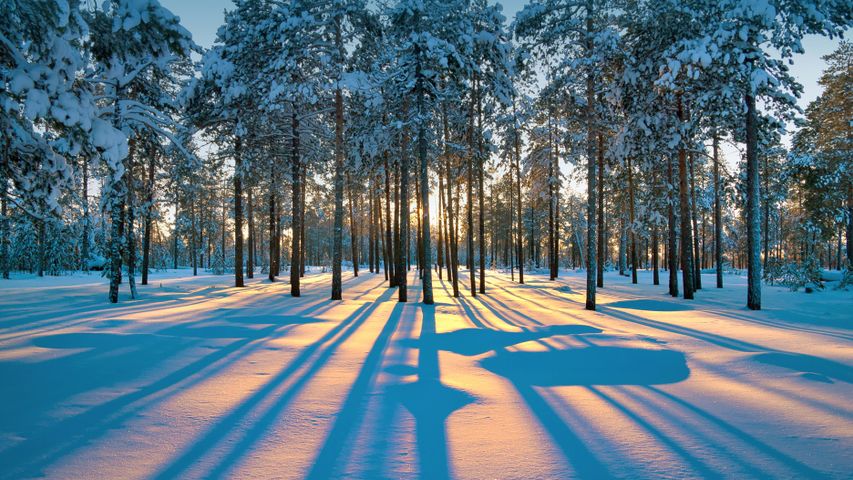 Rayons de soleil entre les arbres d’une forêt de Sibérie, près de la ville de Radoujny, Russie
