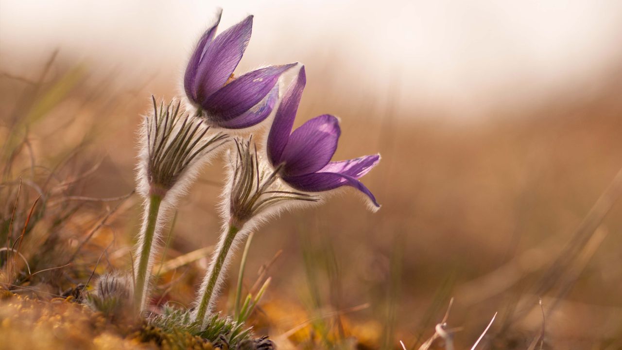 Petals of purple