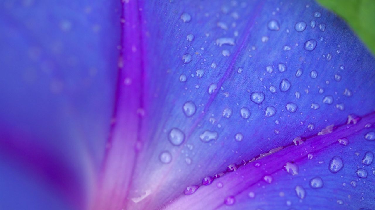 ｢朝顔｣