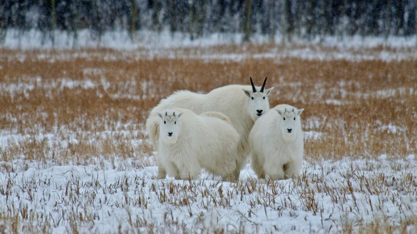 育空地区的落基山羊，加拿大