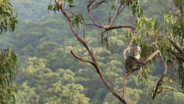 Koala dans un eucalyptus, parc national de Great Otway, Australie