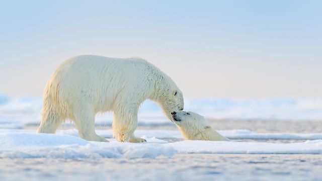 Ours polaires, Arctique