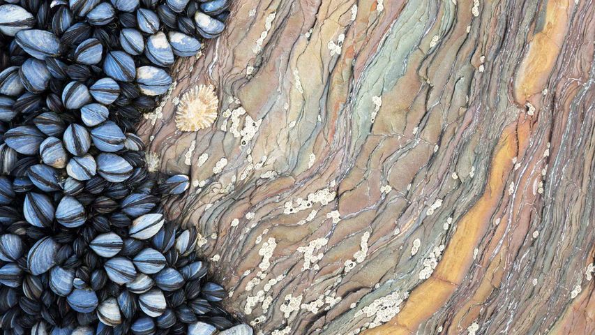 Colony of Common Mussels (Mytilus edulis) growing on striated rock formation exposed at low tide. Cornwall, England.