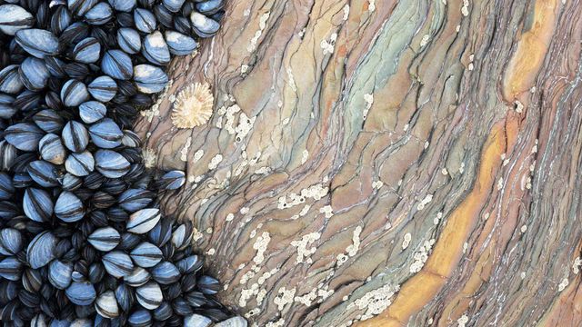 Colony of Common Mussels (Mytilus edulis) growing on striated rock formation exposed at low tide. Cornwall, England.