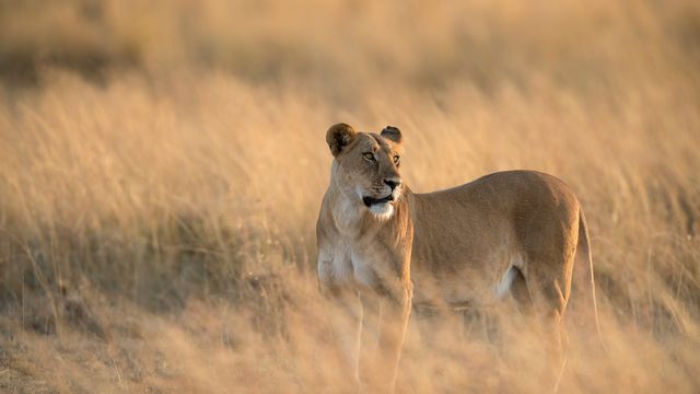 Leona en la Reserva Nacional Masái Mara, Kenia