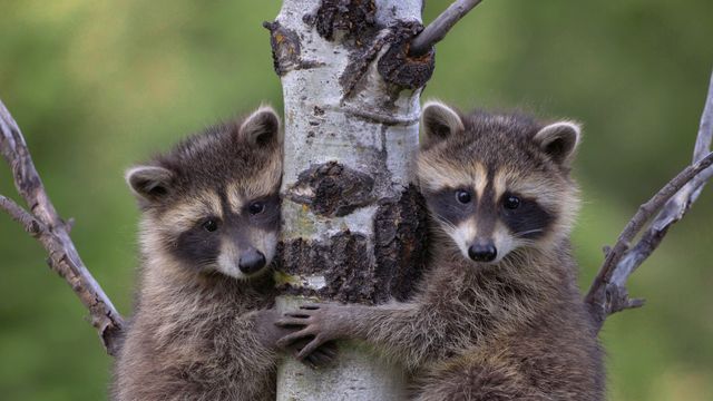 Waschbär (Procyon Lotor) zwei Babys klettern auf den Baum