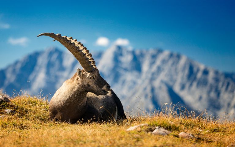 Antlers and Horns Theme for Windows 10