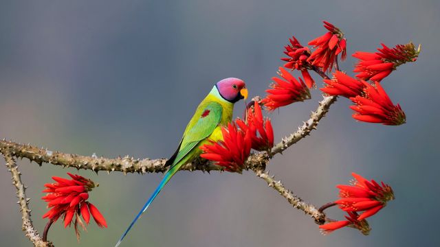 Plum-headed parakeet at Shimoga, Karnataka, India