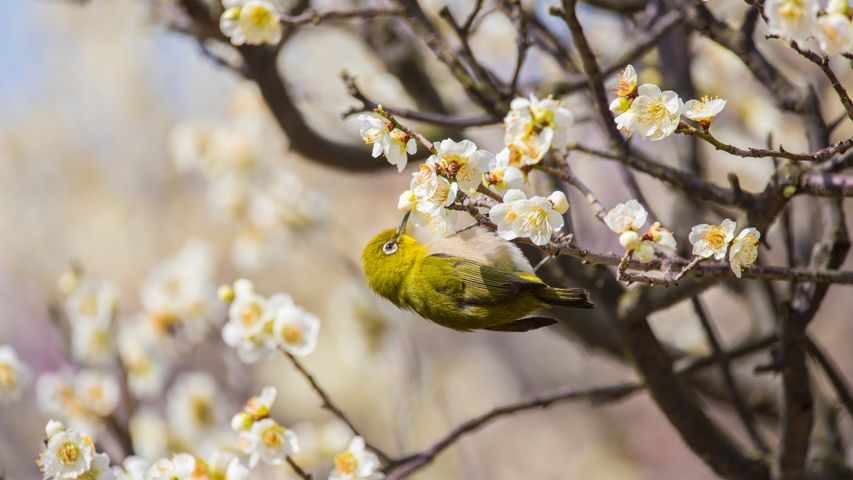 梅の花で吸蜜するメジロ