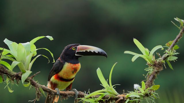 Araçari à collier, Costa Rica