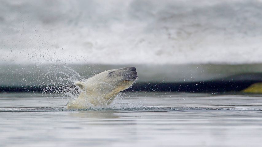 Polar bear in waters off Svalbard, Norway