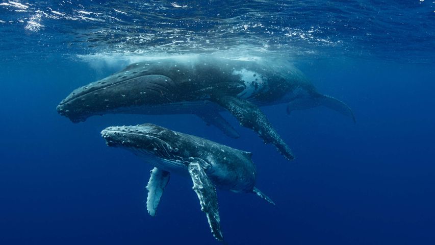 Whales and Dolphins PREMIUM Wallpapers for Windows 10