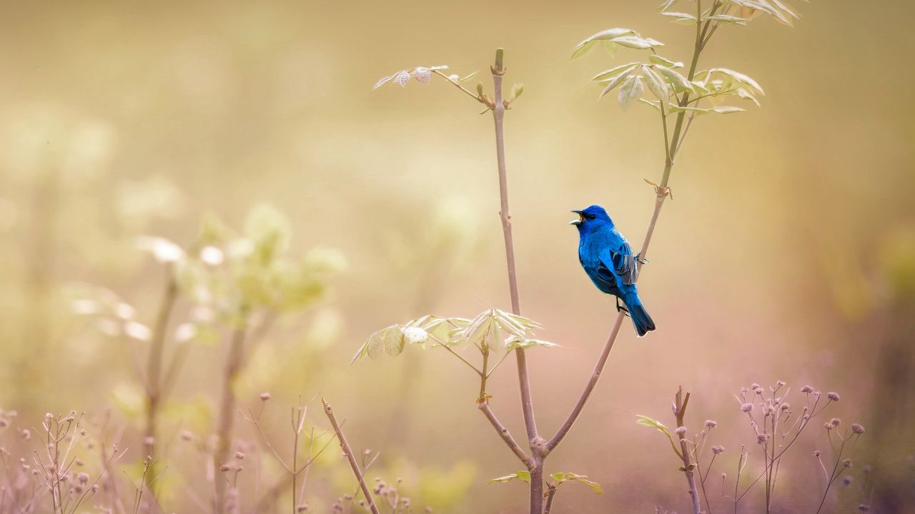 Indigo Blue no John James Audubon Center at Mill Grove, em Audubon, na Pensilvânia, Estados Unidos