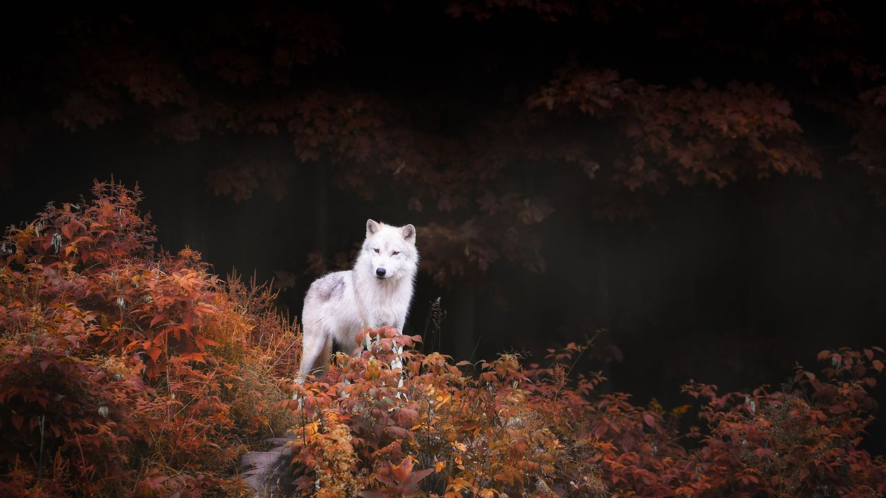 A lone wolf standing tall amid autumn colours near Montebello, Que.