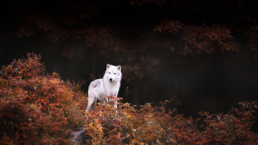 A lone wolf standing tall amid autumn colours near Montebello, Que.